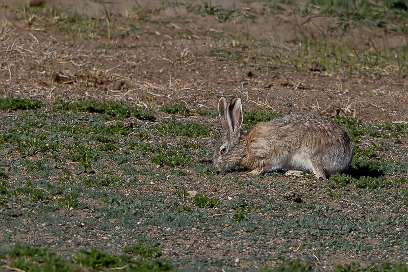 Tolai hare