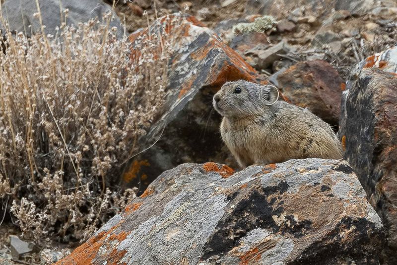 Alpine pika