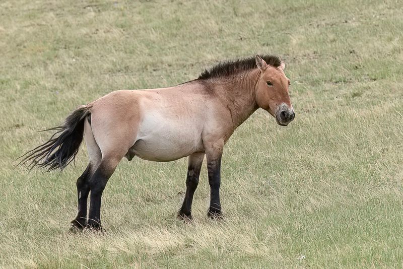 Mammals of Mongolia