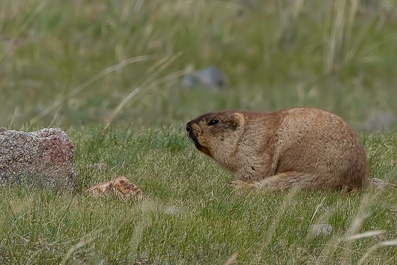Tarbagan marmot