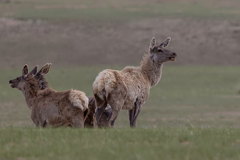 Wapiti