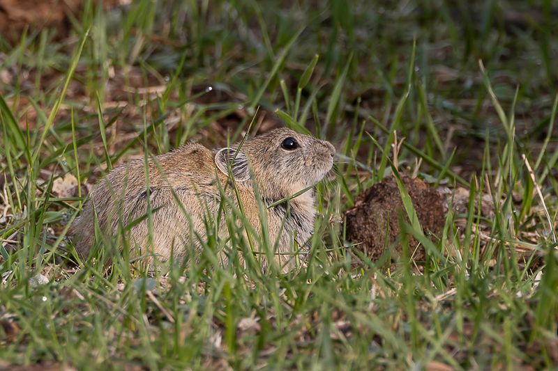 Daurian pika - 