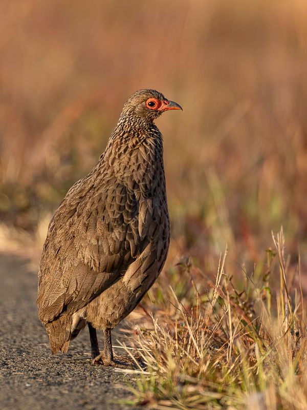Swainsons Spurfowl - Swainsons Frankolijn - Francolin de Swainson