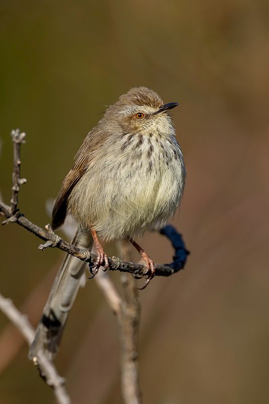 Drakensberg Prinia - Drakensbergprinia - Prinia du Drakensberg