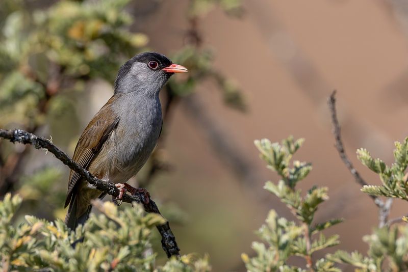 Bush Blackcap - Kaapse Zwartkop - Lioptile  calotte noire
