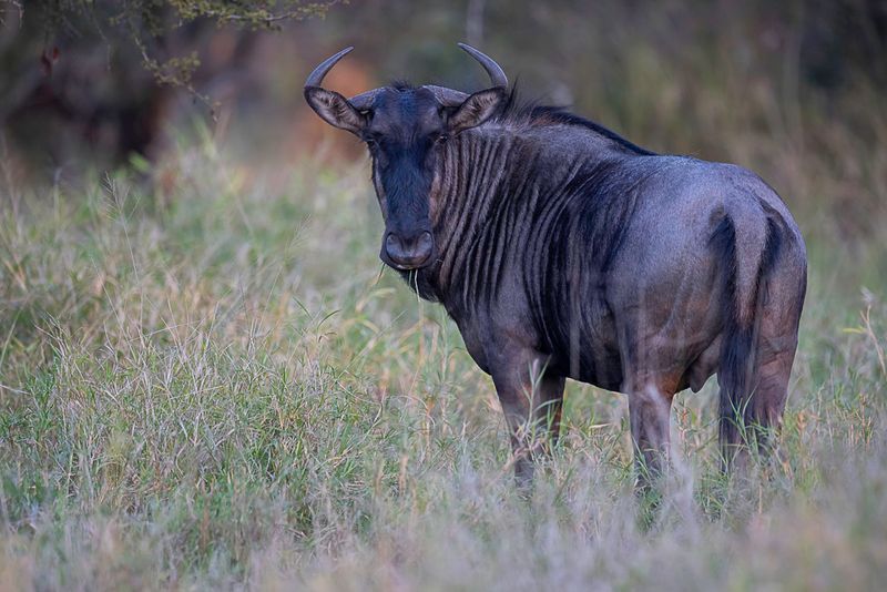 Mammals of South Africa