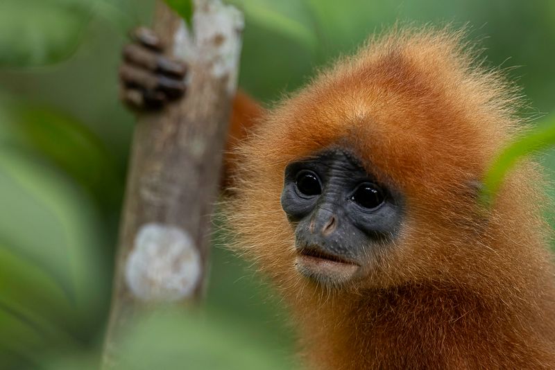 Red leaf monkey