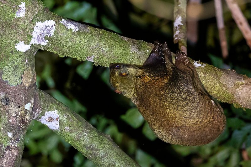 Sunda colugo
