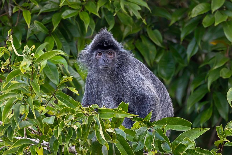 Silvered langur