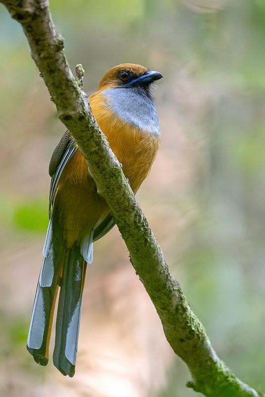 Whiteheads Trogon - Whiteheads Trogon - Trogon de Whitehead (f)