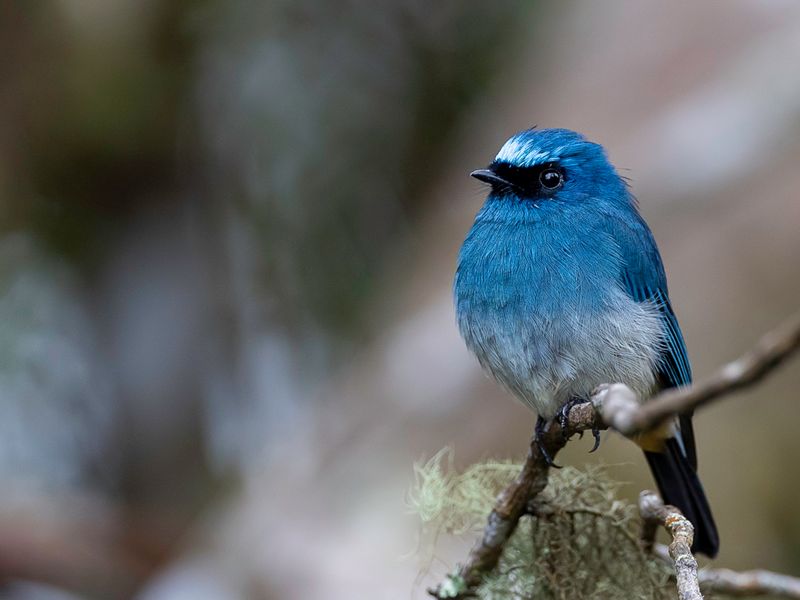 Indigo Flycatcher - Indigovliegenvanger - Gobemouche indigo