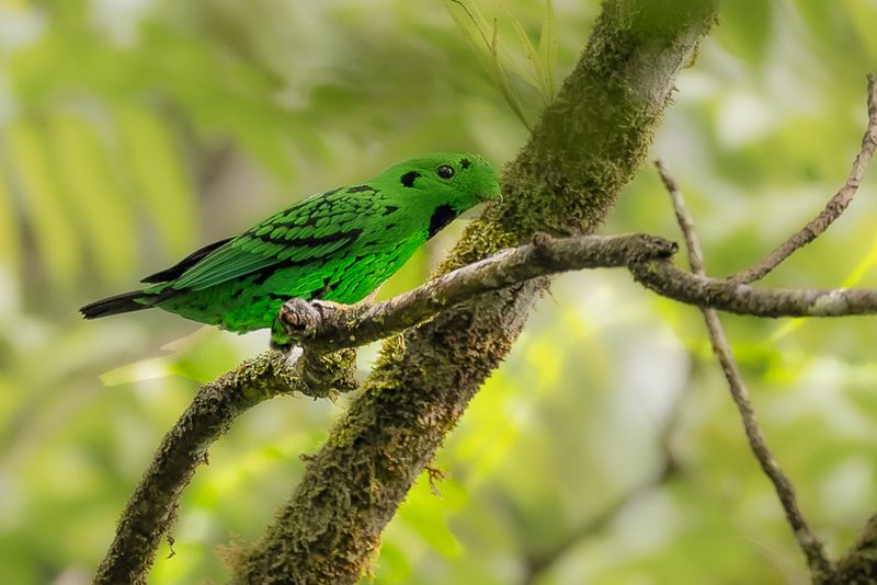 Whiteheads Broadbill - Zwartkeelsmaragdbreedbek - Eurylaime de Whitehead