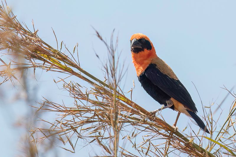 Birds of Angola 2018