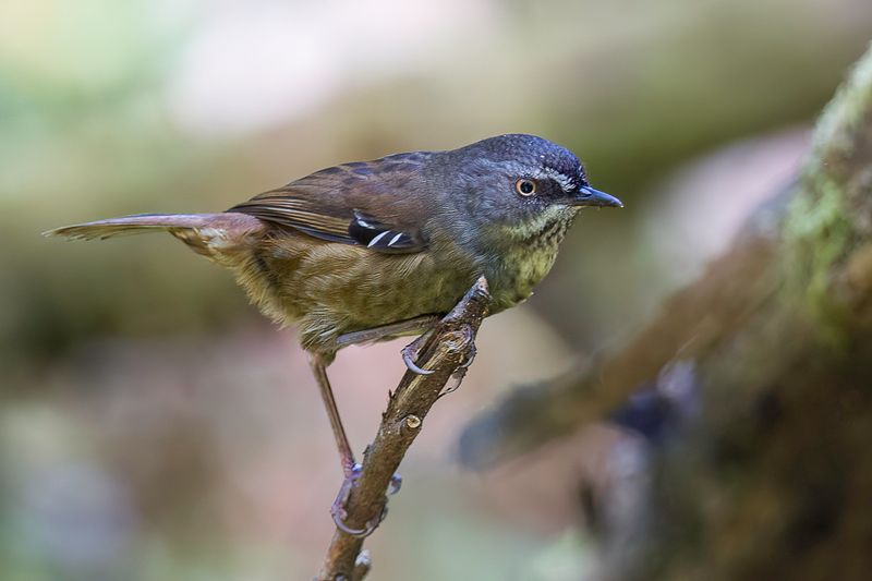 Birds of Tasmania 2017