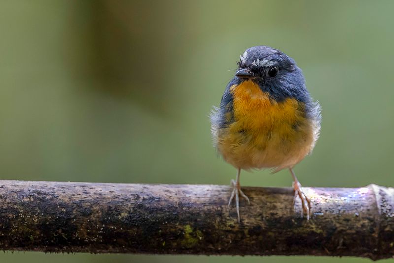 Birds of Sabah 2023