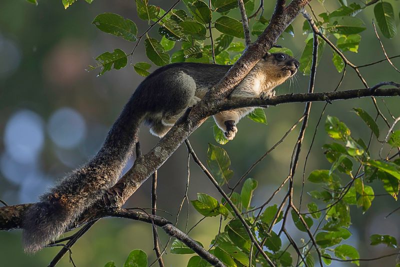 Pale giant squirrel