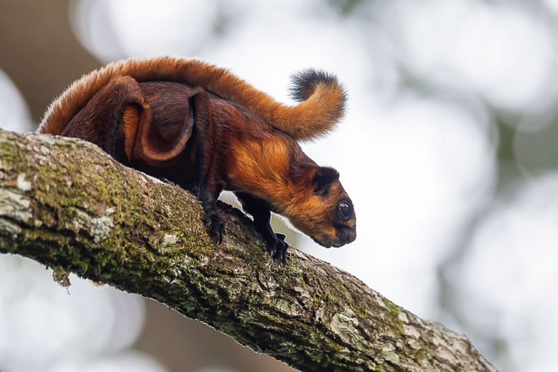 Red giant flying squirrel