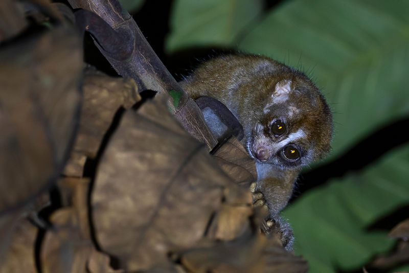 Philippine slow loris