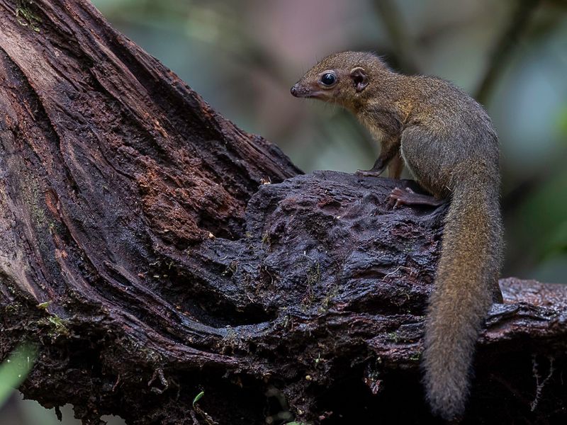 Long-footed treeshrew