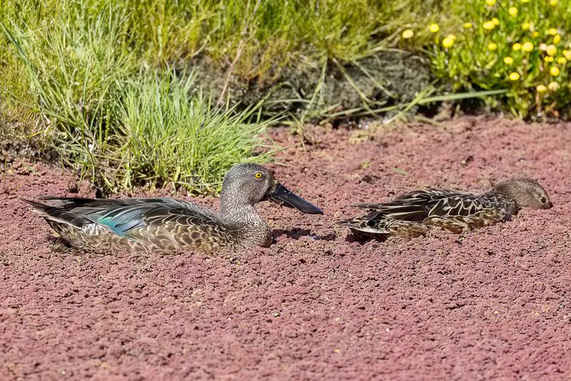 Australasian Shoveler (m+f)