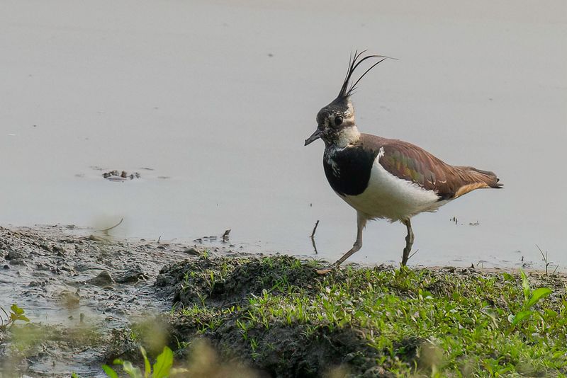 Birds of Arunachal Pradesh + Assam 2013