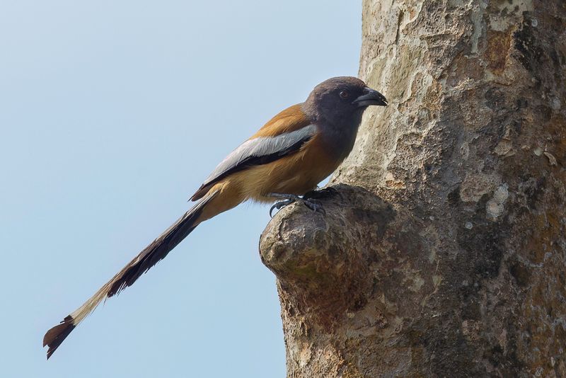 Birds of Arunachal Pradesh + Assam 2014