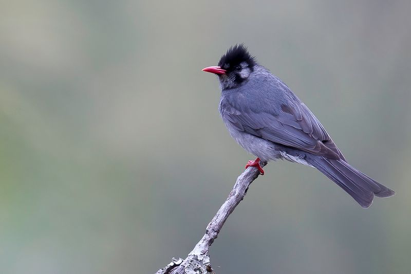 Black Bulbul - Himalayaanse Zwarte Buulbuul - Bulbul noir