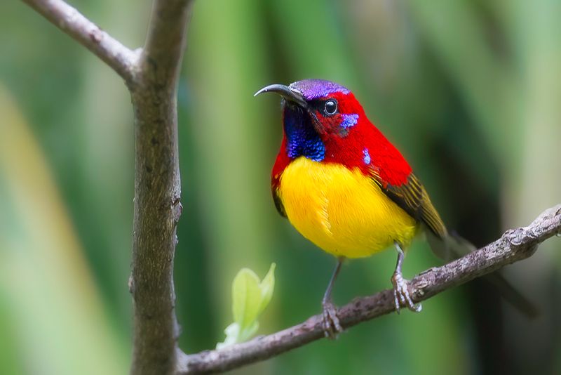 Mrs Goulds Sunbird - Goulds Honingzuiger - Souimanga de Gould (m)
