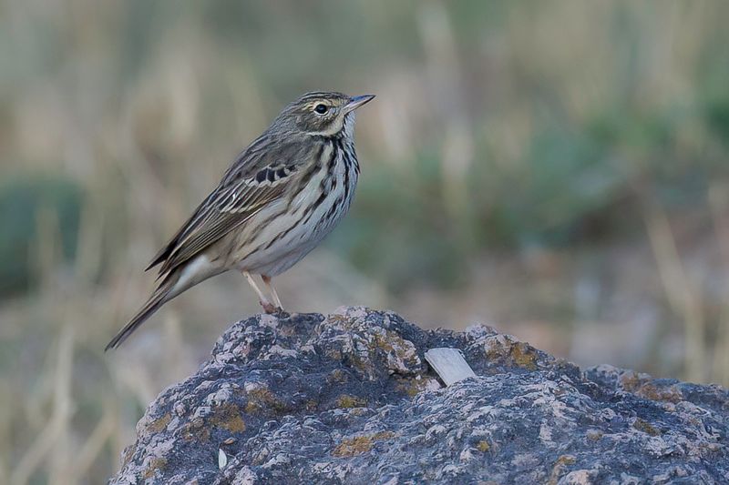 Birds of Gujarat 2015