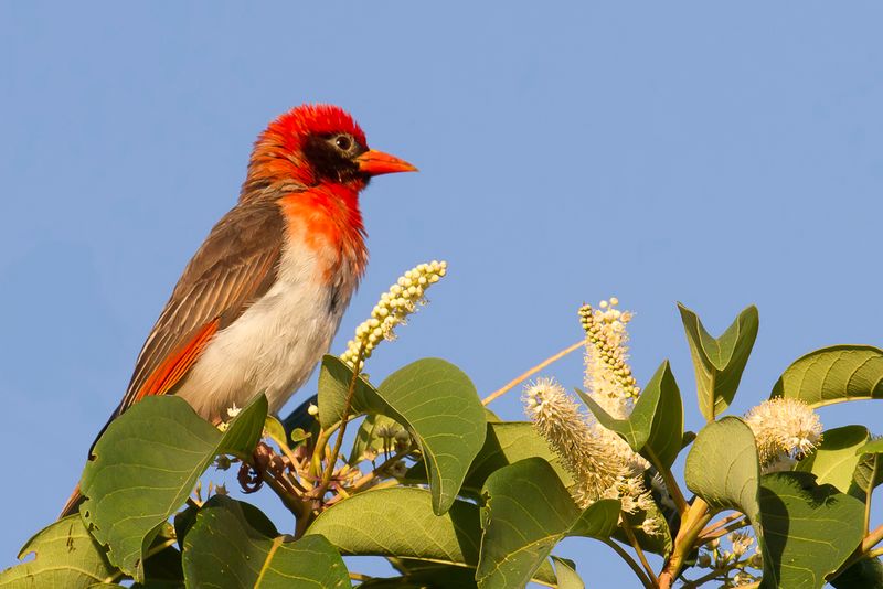 Birds of Ethiopia 2008/2012