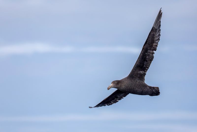 Northern Giant Petrel - Noordelijke Reuzenstormvogel - Ptrel de Hall