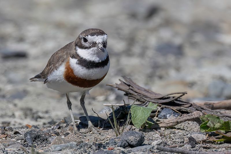 Double-banded Plover - Dubbelbandplevier - Gravelot  double collier