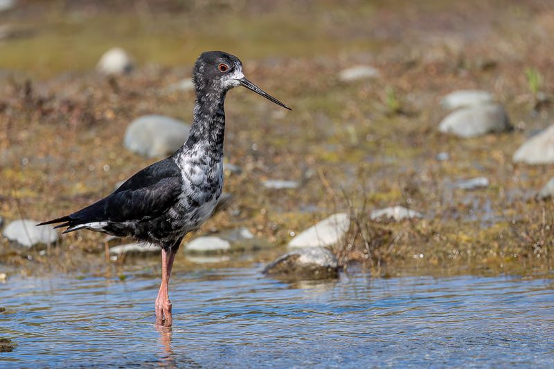 Birds of New Zealand 2023