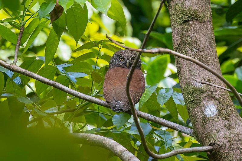 Chestnut-backed Owlet - Ceylonese Dwerguil - Chevchette  dos marron
