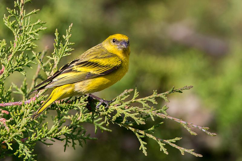 Birds of Ethiopia 2014