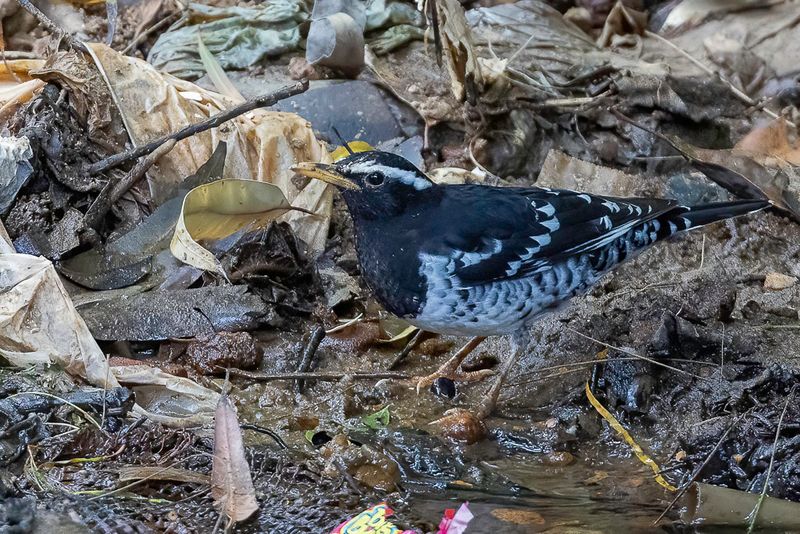 Pied Thrush - Eksterlijster - Grive de Ward (m)