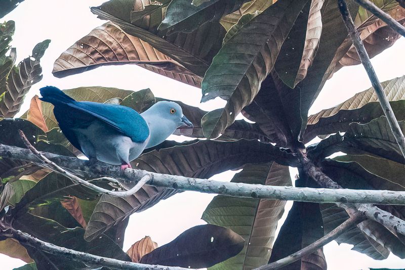 Birds of West Papua 2018