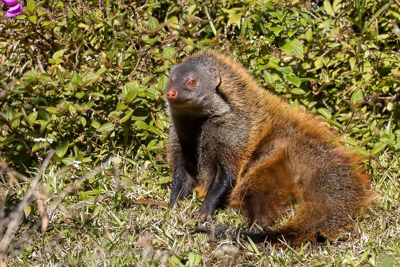 Mammals of Sri Lanka