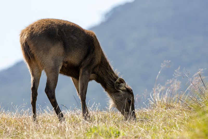 Sambar deer (f)