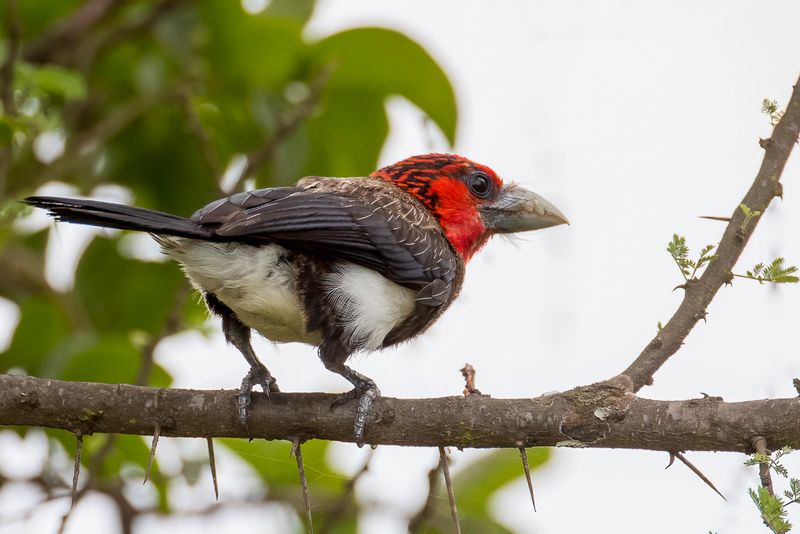 Birds of Tanzania North 2021