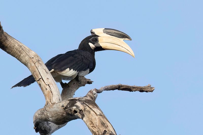 Malabar Pied Hornbill - Malabarneushoornvogel - Calao de Malabar (m)
