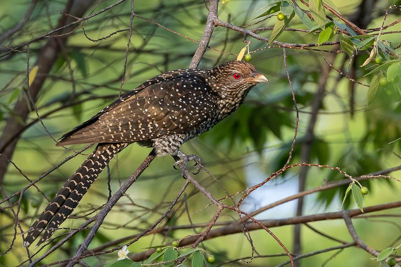Asian Koel - Indische Kol - Coucou kol (f or imm m)