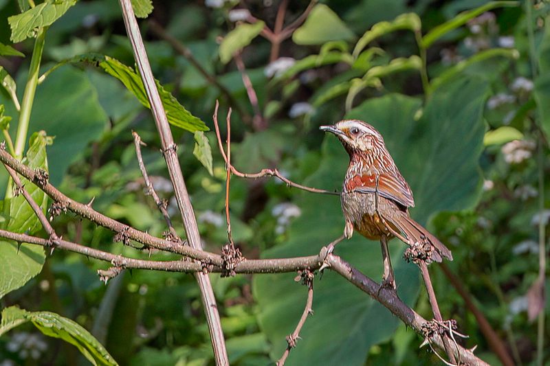 Striped Laughingthrush - Streepkaplijstergaai - Garrulaxe flamm