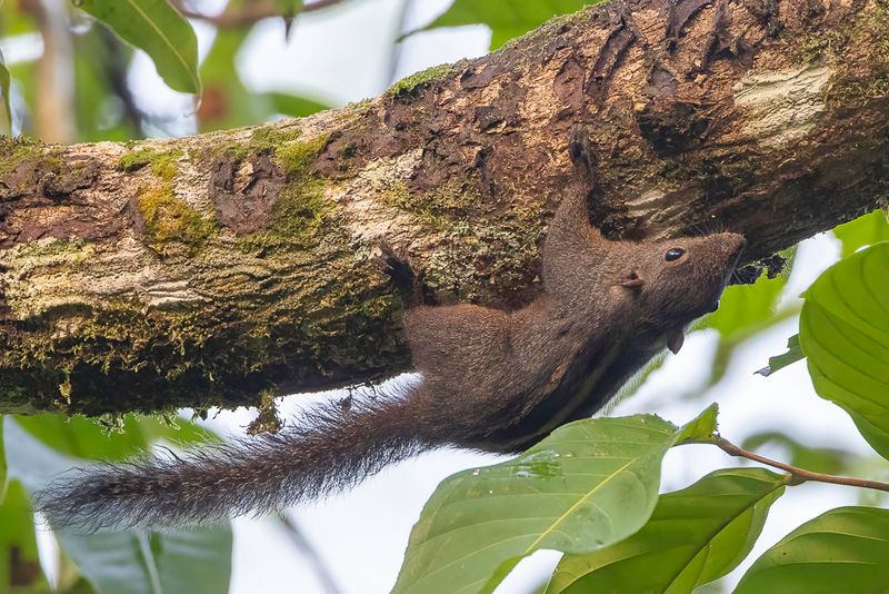 Mammals of Sri Lanka