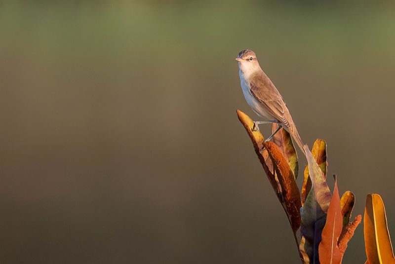 Oriental Reed Warbler - Chinese Karekiet - Rousserolle dOrient