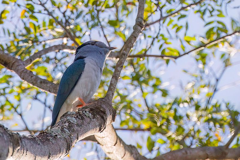 Birds of the Comoro Islands 2015