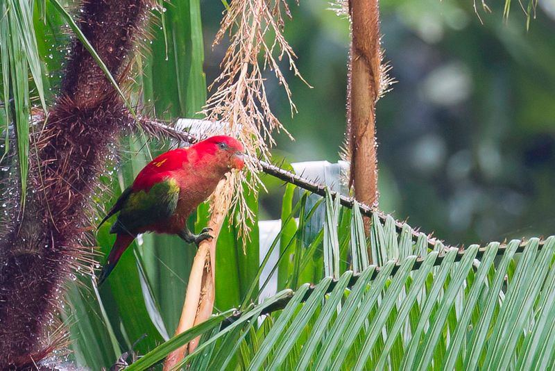 Birds of Sulawesi and Halmahera 2016