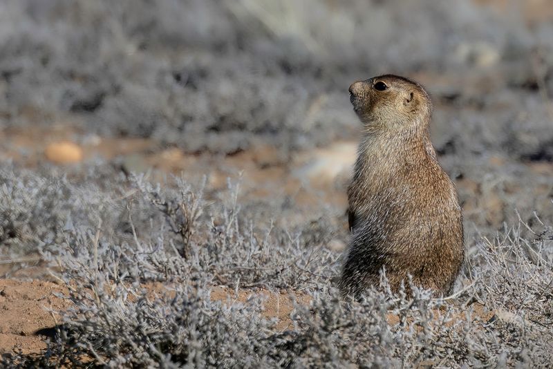 Gunnisons prairie dog