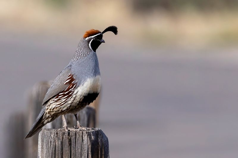 Gambels Quail - Gambels Kuifkwartel - Colin de Gambel (m)