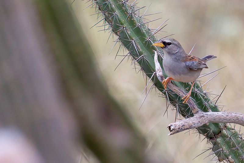 Birds of Northern Peru 2015